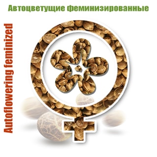 Автоцветущие феминизированные сорта конопли Автоцветущие феминизированные сорта конопли
