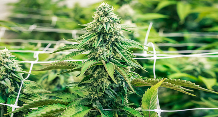 SCROG SCROG