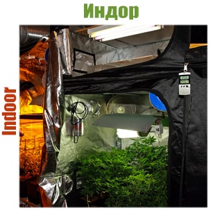 Indoor Indoor