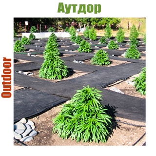 Outdoor Outdoor