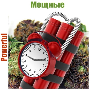 Мощные сорта конопли Мощные сорта конопли