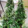 заказать качественные семена конопли Anubis regular Ganja Seeds заказать качественные семена конопли Anubis regular Ganja Seeds