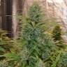 где можно заказать семена конопли Anubis regular Ganja Seeds где можно заказать семена конопли Anubis regular Ganja Seeds