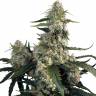 семена конопли сорта сатива Buddha's Sativa feminised семена конопли сорта сатива Buddha's Sativa feminised