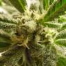 семена культурной конопли купить Train Wreck feminised Green House Seeds семена культурной конопли купить Train Wreck feminised Green House Seeds