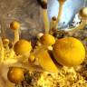 споры веселых грибов McKennaii споры веселых грибов McKennaii