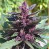 урожайные семена конопли Auto Purple Kush regular урожайные семена конопли Auto Purple Kush regular