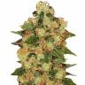 семена конопли медицинской CBD Caramel regular Barneys Farm