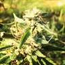 конопля семена сорта заказать CBD Caramel regular Barneys Farm