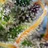 семена индийской конопли CBD Caramel regular Barneys Farm