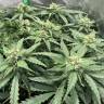 семена конопли в интернете Auto AK-48 feminised Nirvana Seeds семена конопли в интернете Auto AK-48 feminised Nirvana Seeds
