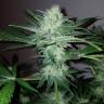 заказать на сайте семена конопли Pineapple Kush feminised Royal Queen