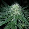 заказать качественные семена конопли Pineapple Kush feminised Royal Queen