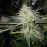 где можно заказать семена конопли Pineapple Kush feminised Royal Queen