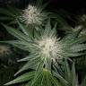 хорошие семена конопли Pineapple Kush feminised Royal Queen