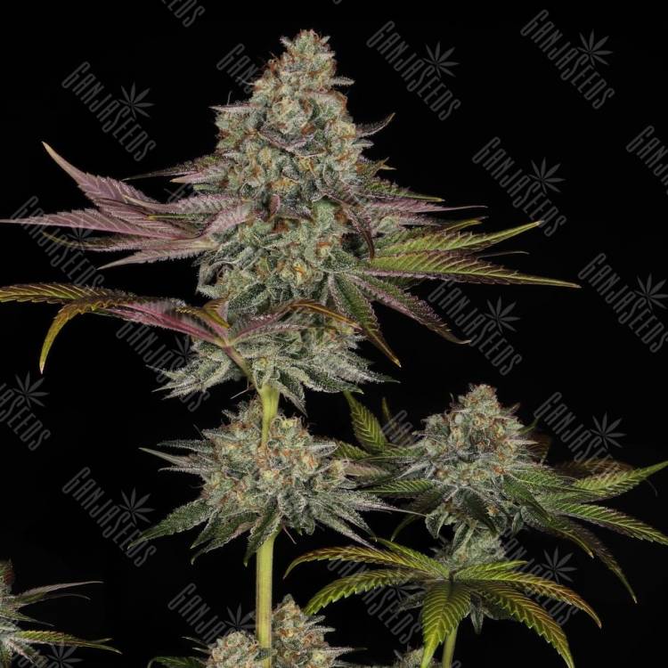 Gelato feminised Ganja Seeds Gelato feminised Ganja Seeds