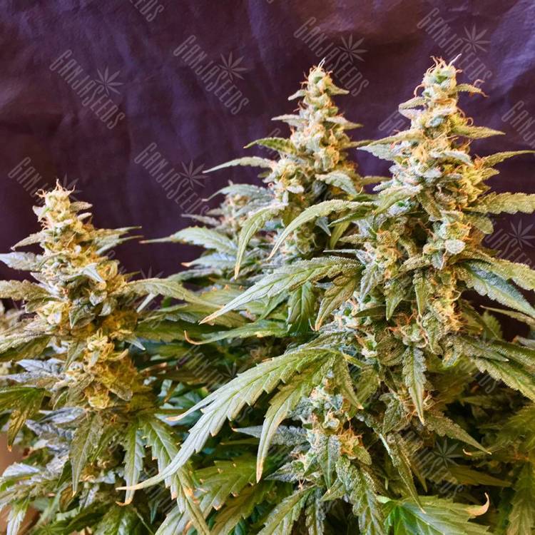 Семена конопли Auto Jack feminised GanjaLiveSeeds Семена конопли Auto Jack feminised GanjaLiveSeeds