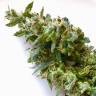 Семена конопли с доставкой Auto Jack feminised GanjaLiveSeeds Семена конопли с доставкой Auto Jack feminised GanjaLiveSeeds