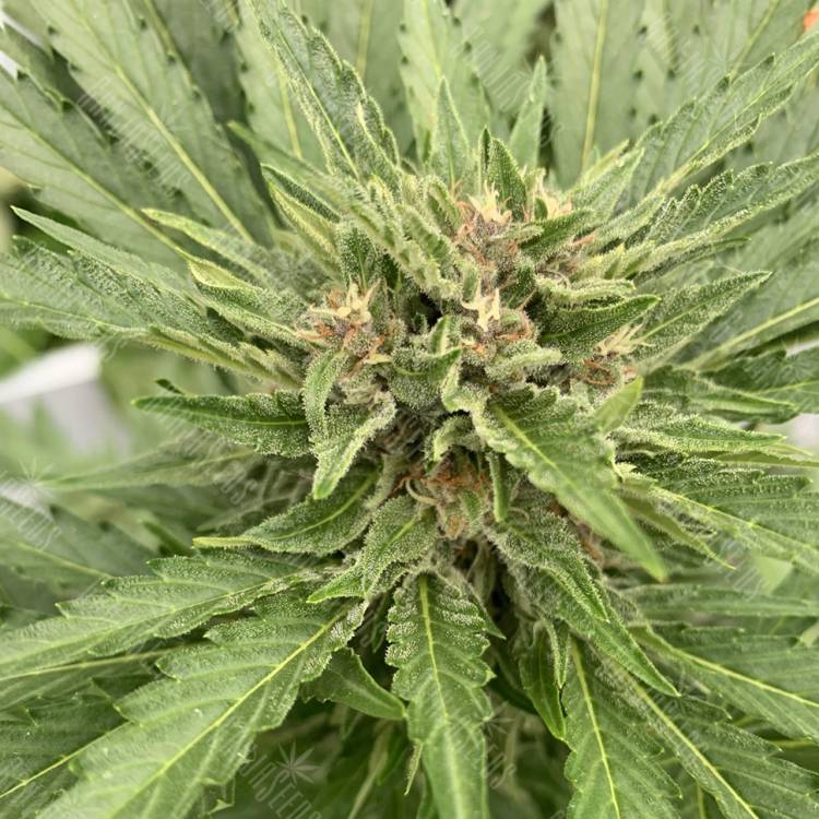 семена конопли в россии Auto Fat Banana feminised Ganja Seeds семена конопли в россии Auto Fat Banana feminised Ganja Seeds