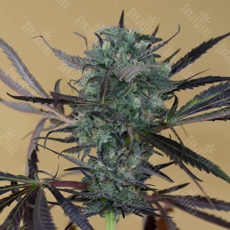 Chemdog feminised Ganja Seeds Chemdog feminised Ganja Seeds