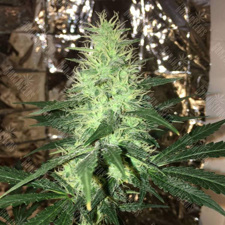 купить в России Auto Critical Cheese feminised купить в России Auto Critical Cheese feminised