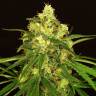 семена индийской конопли Tangerine Kush regular Exotic Seed семена индийской конопли Tangerine Kush regular Exotic Seed