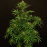 семена конопли в фирменной упаковке Tangerine Kush regular Exotic Seed семена конопли в фирменной упаковке Tangerine Kush regular Exotic Seed