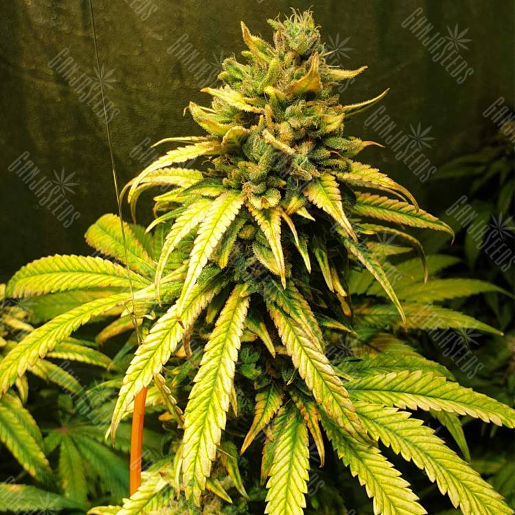 семена конопли f1 в оригинальной упаковке Lemon Garlic OG feminised Humboldt Seeds семена конопли f1 в оригинальной упаковке Lemon Garlic OG feminised Humboldt Seeds
