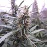 мощные семена конопли Auto Blue Mystic feminised Nirvana Seeds мощные семена конопли Auto Blue Mystic feminised Nirvana Seeds