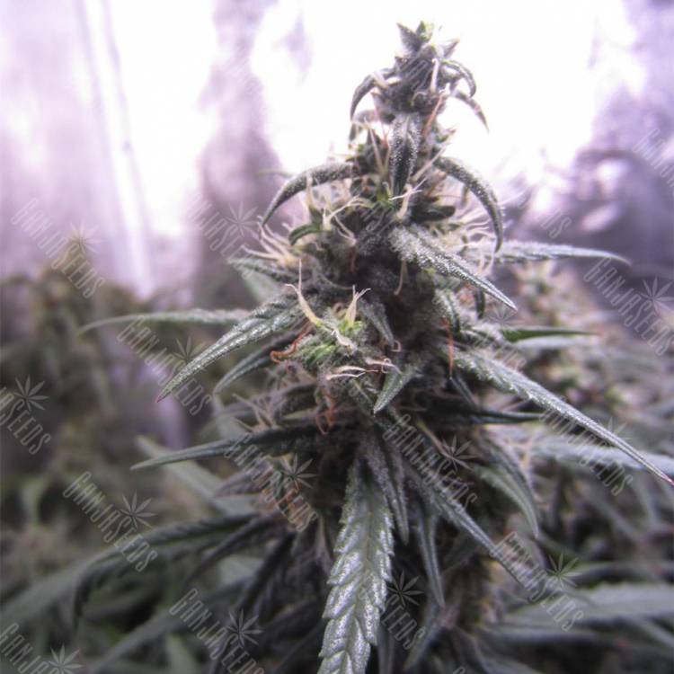семена конопли автоцвет Auto Blue Mystic feminised Nirvana Seeds семена конопли автоцвет Auto Blue Mystic feminised Nirvana Seeds
