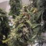 семена конопли в фирменной упаковке Auto Blue Mystic feminised Nirvana Seeds семена конопли в фирменной упаковке Auto Blue Mystic feminised Nirvana Seeds