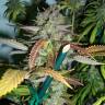семена конопли в фирменной упаковке Lucid Bolt feminised Paradise Seeds