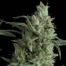 семена конопли наложенным платежом Kryptonite feminised Pyramid Seeds