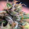 семена конопли Россия Power Flower feminised Royal Queen