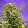 семена конопли элитных сортов Double White feminised Sweet Seeds семена конопли элитных сортов Double White feminised Sweet Seeds