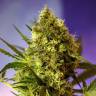 семена конопли аутдор Double White feminised Sweet Seeds семена конопли аутдор Double White feminised Sweet Seeds