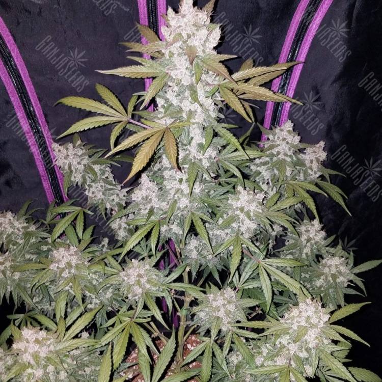 доставка семян конопли в рф Girl Scout Cookies feminised доставка семян конопли в рф Girl Scout Cookies feminised