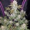 доставка семян конопли в рф Girl Scout Cookies feminised доставка семян конопли в рф Girl Scout Cookies feminised