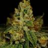 семена конопли в москве Girl Scout Cookies feminised семена конопли в москве Girl Scout Cookies feminised