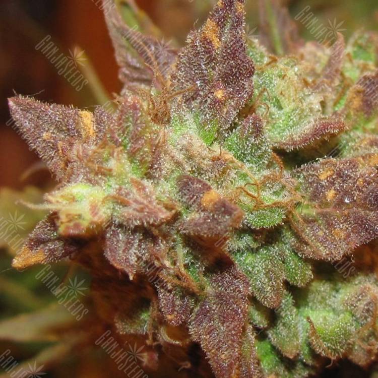 Семена марихуаны Auto Big Devil 2 feminised GanjaLiveSeeds Семена марихуаны Auto Big Devil 2 feminised GanjaLiveSeeds
