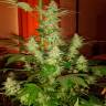 семена сортовой конопли Auto Jack Herer feminised семена сортовой конопли Auto Jack Herer feminised