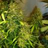 семена конопли интернет магазин Fast Bud regular Ganja Seeds семена конопли интернет магазин Fast Bud regular Ganja Seeds