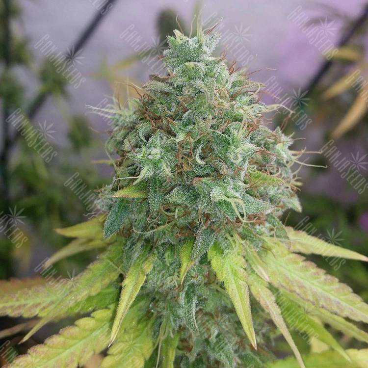 семена конопли в России G13 Haze regular Barneys Farm семена конопли в России G13 Haze regular Barneys Farm