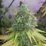 семена конопли в России G13 Haze regular Barneys Farm семена конопли в России G13 Haze regular Barneys Farm