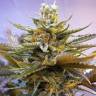 семена конопли Москва G13 Haze regular Barneys Farm семена конопли Москва G13 Haze regular Barneys Farm