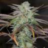 заказ семян конопли Спб Lemon Kush Headband feminised Humboldt Seeds заказ семян конопли Спб Lemon Kush Headband feminised Humboldt Seeds