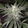 семена конопли f1 в оригинальной упаковке Auto Bubblelicious feminised Nirvana Seeds