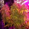 семена конопли феминизированные L.A. Amnesia feminised Paradise Seeds семена конопли феминизированные L.A. Amnesia feminised Paradise Seeds