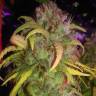 семена конопли интернет магазин L.A. Amnesia feminised Paradise Seeds семена конопли интернет магазин L.A. Amnesia feminised Paradise Seeds