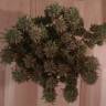 качественные семена конопли L.A. Amnesia feminised Paradise Seeds качественные семена конопли L.A. Amnesia feminised Paradise Seeds